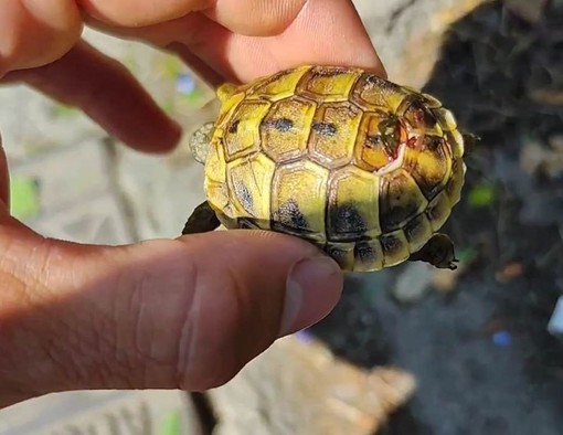 Camporosso, “Emergenza Val Nervia" di Dolceacqua salva piccola tartaruga ferita (Video)