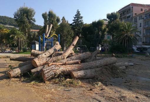 Ventimiglia: domani raccolta libera del legname ai giardini pubblici ‘Tommaso Reggio’ per i cittadini