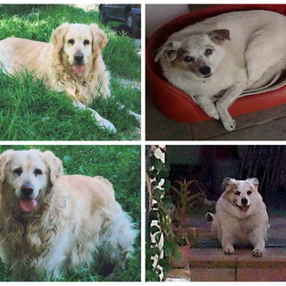 I due cani, Maya e Ben I due cani, Maya e Ben