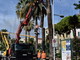 Sanremo: il Punteruolo Rosso colpisce ancora, tagliate alcune piante oggi in corso Trento e Trieste