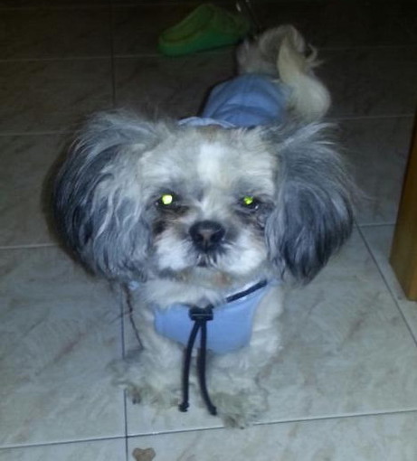 Sanremo: smarrito ieri in Valle Armea Tobia, un piccolo cane Shtzu, l'appello del proprietario Sanremo: smarrito ieri in Valle Armea Tobia, un piccolo cane Shtzu, l'appello del proprietario