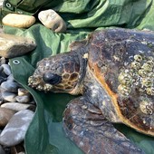 Tartarughe Caretta caretta, record di avvistamenti a giugno: cresce l’attesa per i primi nidi