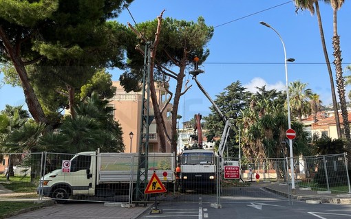 Arma di Taggia: via Magellano chiusa per taglio alberi, scatta la messa in sicurezza Arma di Taggia: via Magellano chiusa per taglio alberi, scatta la messa in sicurezza