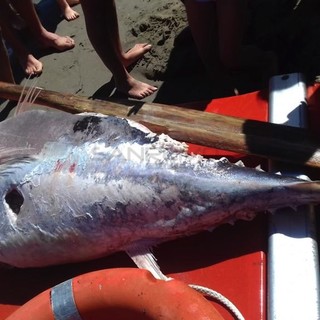 Il tonno spiaggiato a Diano Marina