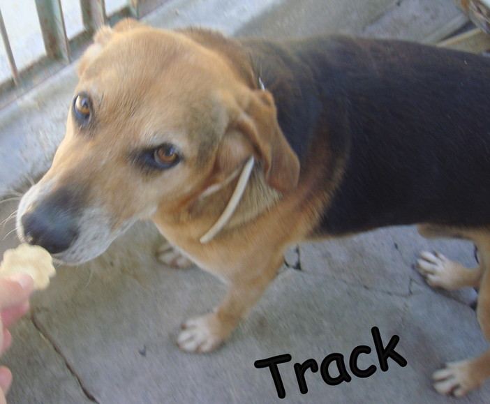Enpa di Sanremo: il cagnolino Track ha bisogno di una nuova casa