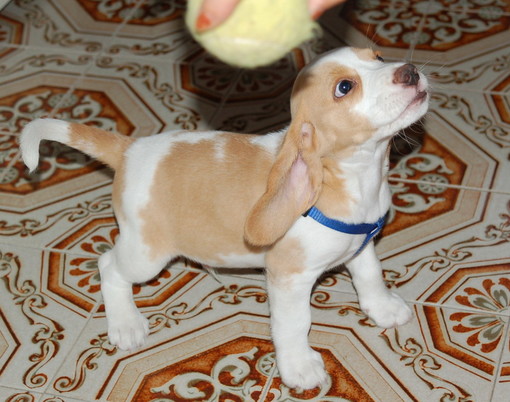 Ventimiglia: domenica al 'Desbaratu' si potranno comprare i calendari della 'Lega del Cane' Ventimiglia: domenica al 'Desbaratu' si potranno comprare i calendari della 'Lega del Cane'