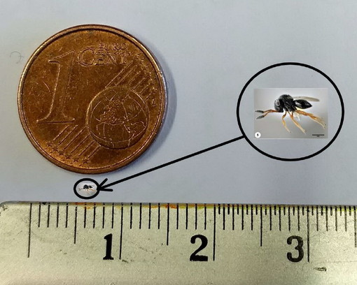 Pontedassio: sabato prossimo il primo rilascio in assoluto nel Ponente ligure del Trissolcus Japonicus Pontedassio: sabato prossimo il primo rilascio in assoluto nel Ponente ligure del Trissolcus Japonicus