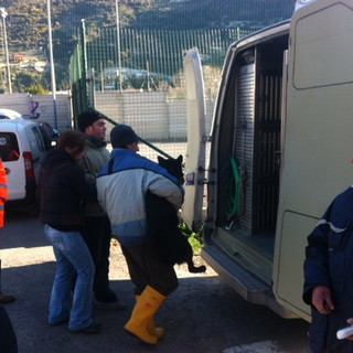 Ventimiglia: trasferimento degli animali dal Canile a Sanremo, le domande di Eugenia