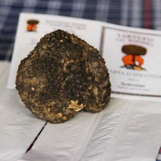 Inizia oggi la stagione di raccolta del tartufo della Valle Bormida, grande attesa per la Festa Nazionale di Millesimo Inizia oggi la stagione di raccolta del tartufo della Valle Bormida, grande attesa per la Festa Nazionale di Millesimo