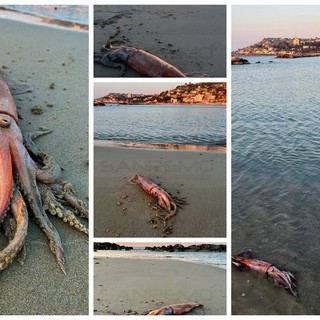 Arma di Taggia: grosso totano 'spiaggiato' di fronte al 'Piccolo Jolly', fotografato e rimesso in mare