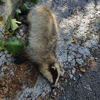 Sanremo: tasso trovato morto a bordo strada, la risposta del nostro lettore Gianni Calvi