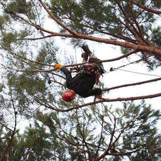 Il comune di Ospedaletti ospita per la prima volta un corso di Tree Climbing e arboricoltura Il comune di Ospedaletti ospita per la prima volta un corso di Tree Climbing e arboricoltura