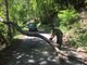 Strada Provinciale 54 bloccata dalla caduta di un albero: niente paura, problema risolto da tre amici (Foto) Strada Provinciale 54 bloccata dalla caduta di un albero: niente paura, problema risolto da tre amici (Foto)