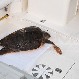 Sanremo: tartaruga in difficoltà al largo, diportista la segnala e la Guardia Costiera interviene (Foto)