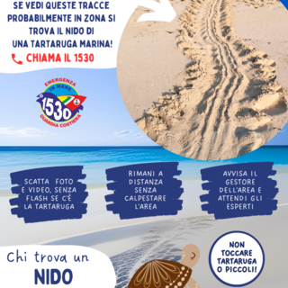 In provincia di Imperia parte il progetto “Tartarughe marine…sulla spiaggia”