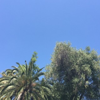 Bordighera: nasce la rete trasfrontaliera 'Collettivo per la salvaguardia delle palme' Bordighera: nasce la rete trasfrontaliera 'Collettivo per la salvaguardia delle palme'