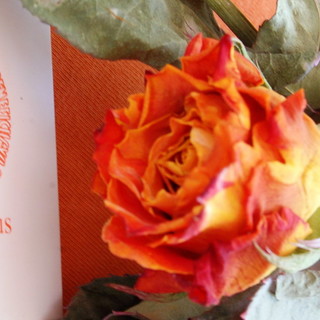 La 'Rosa per il Gaslini' da oggi al Moac di Sanremo: una importante azione di solidarietà per sostenere le attività della 'Gaslini Onlus' La 'Rosa per il Gaslini' da oggi al Moac di Sanremo: una importante azione di solidarietà per sostenere le attività della 'Gaslini Onlus'