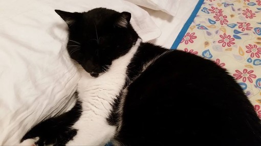 Sanremo: il gatto Ulisse è scomparso dalla sua casa in via Padre Semeria