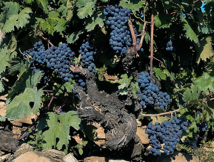 Dolceacqua: alla tavola del mitico Rossese ecco i 'cavalieri' delle Vigne Storiche Dolceacqua: alla tavola del mitico Rossese ecco i 'cavalieri' delle Vigne Storiche