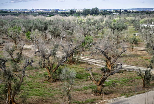 Due piante di olivo abbattute in Costa Azzurra per la 'Xylella': Boeri (Coldiretti) &quot;Ci allertiamo ma non c'è nessun allarme&quot;