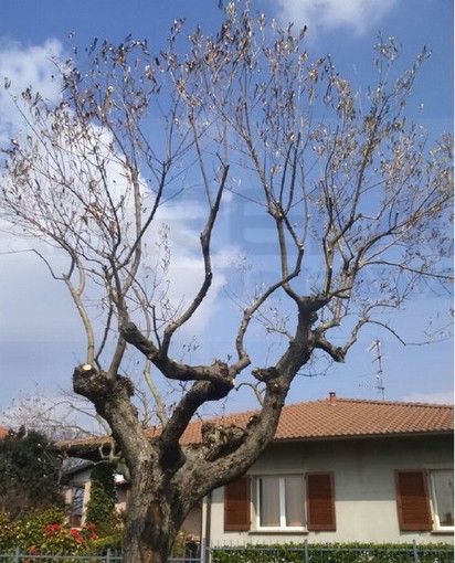 Bordighera: grido d'allarme lanciato da Mara Lorenzi, da Milano la soluzione per la 'Xylella Fastidiosa'?
