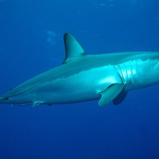 Un esemplare di squalo Mako Un esemplare di squalo Mako