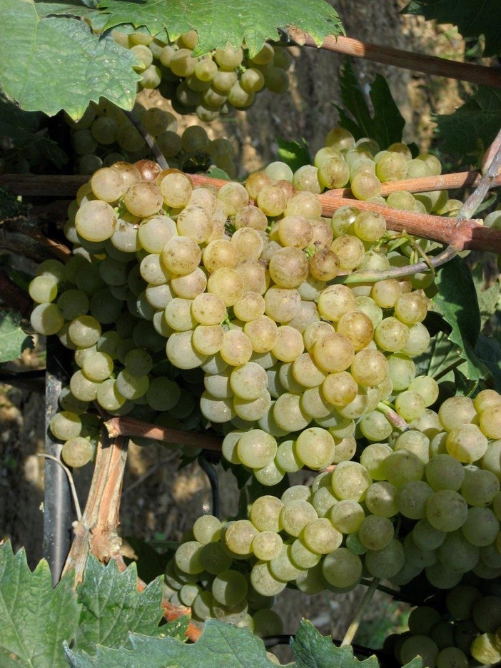 Imperia: degustazioni di Pigato e Vermentino in Biblioteca 'Eccellenze del territorio da conoscere'