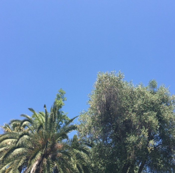 Bordighera: nasce la rete trasfrontaliera 'Collettivo per la salvaguardia delle palme'