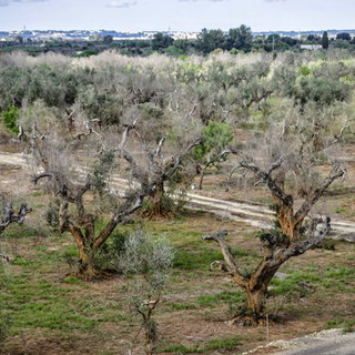 Due piante di olivo abbattute in Costa Azzurra per la 'Xylella': Boeri (Coldiretti) &quot;Ci allertiamo ma non c'è nessun allarme&quot;