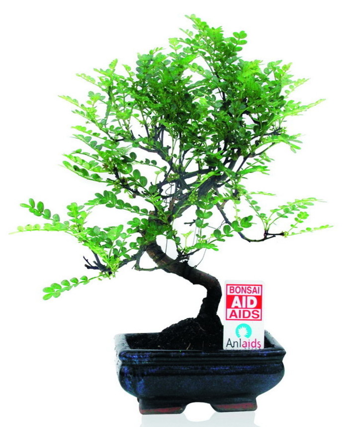 Anche sulle piazze della provincia di Imperia nel prossimo weekend l'iniziativa ‘Un Bonsai per Anlaids’