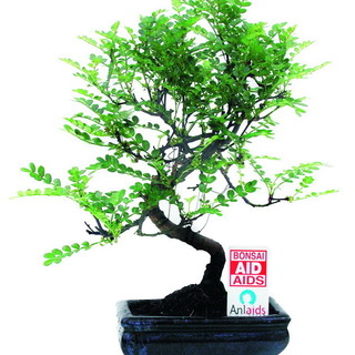 Anche sulle piazze della provincia di Imperia nel prossimo weekend l'iniziativa ‘Un Bonsai per Anlaids’
