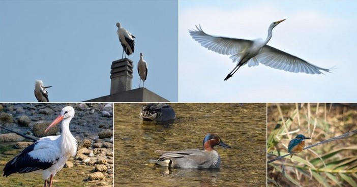 Tanti uccelli migratori all'Oasi del Nervia, avvistati cicogne e aironi tra Camporosso e Ventimiglia (Foto) Tanti uccelli migratori all'Oasi del Nervia, avvistati cicogne e aironi tra Camporosso e Ventimiglia (Foto)