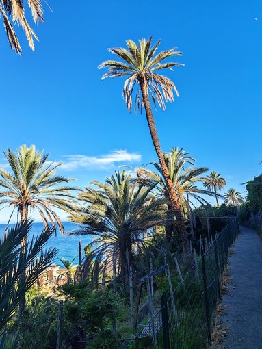 Bordighera: il Comune chiede l’inserimento del sentiero Beodo nella Rete Escursionistica della Liguria Bordighera: il Comune chiede l’inserimento del sentiero Beodo nella Rete Escursionistica della Liguria