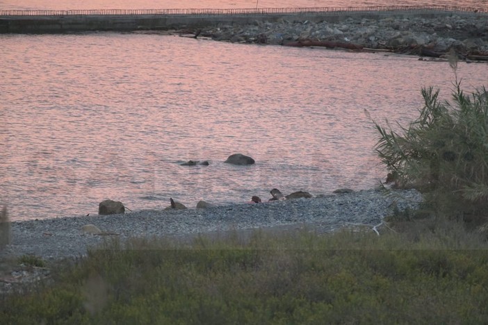 Ospedaletti: anche un vitello tra gli animali finiti nel Roya restituito oggi dal mare sulla spiaggia Ospedaletti: anche un vitello tra gli animali finiti nel Roya restituito oggi dal mare sulla spiaggia