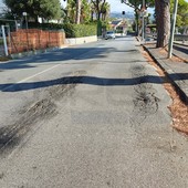 “Via Padre Semeria non ha bisogno di una guerra ai pini, ma di manutenzione seria”: la lettera di un residente