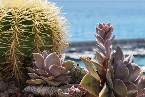 Bordighera: giovedì prossimo per le ‘Mattinate Fai d’inverno’ visite esclusive per le scuole con gli Apprendisti Ciceroni