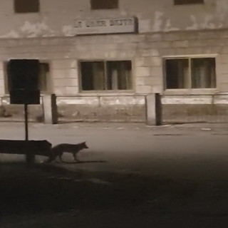Mendatica: due volpi a spasso in paese a caccia di cibo, ecco il video girato la scorsa notte Mendatica: due volpi a spasso in paese a caccia di cibo, ecco il video girato la scorsa notte