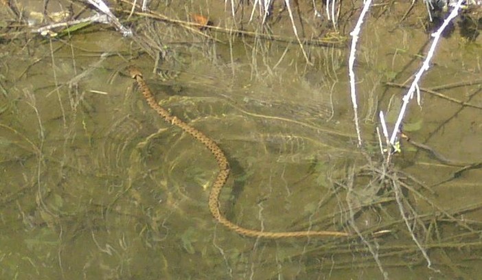 Ventimiglia: segnalate alcune vipere alla foce del Roya dopo la 'piena' dei giorni scorsi