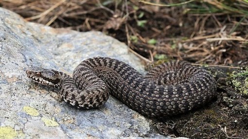 Castel Vittorio: 55enne morso da una vipera in zona Langan finisce in ospedale Castel Vittorio: 55enne morso da una vipera in zona Langan finisce in ospedale