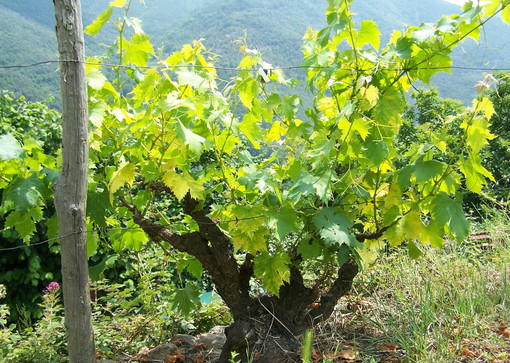 Domenica prossima per 'FAI un giro in vigna' visita in un vigneto del Moscatello a Taggia Domenica prossima per 'FAI un giro in vigna' visita in un vigneto del Moscatello a Taggia