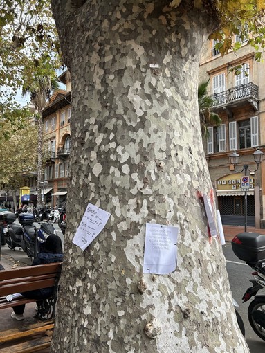 Ventimiglia, Italia Nostra Ponente Ligure guarda alle nuove linee guida di CONAF: "L'abbattimento di alberi è un trauma per cittadini e ambiente"