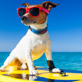 Vacanze pet-friendly in Puglia e Sardegna: le migliori spiagge cani estive