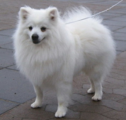 Pompeiana: è tornato a casa e sta bene il cane volpino bianco smarrito venerdì scorso