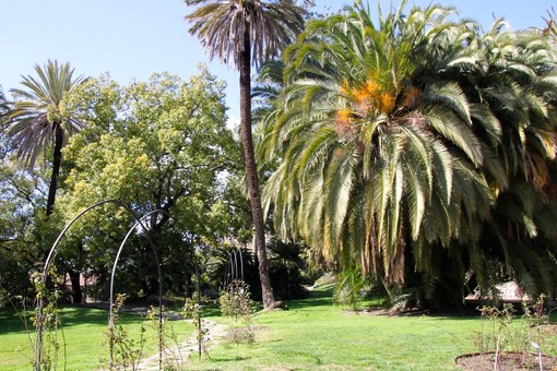 Sanremo: manutenzione del verde in città, via al bando per gli ultimi quattro mesi del 2019 in attesa del passaggio ad Amaie Energia