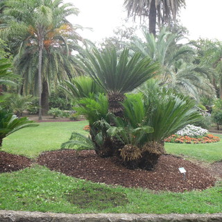 Alla scoperta dei parchi di Sanremo e del Museo del Fiore: un itinerario tra ficus, palme, araucarie ed altre specie esotiche