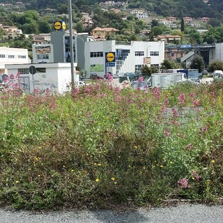 Camporosso: l'opposizione consiliare contesta la gestione del verde da parte dell'Amministrazione Gibelli Camporosso: l'opposizione consiliare contesta la gestione del verde da parte dell'Amministrazione Gibelli