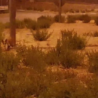 Taggia: una volpe alla ricerca di cibo alla rotonda vicino alla stazione, il video di Alessandro Calvini