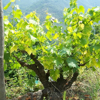 Domenica prossima per 'FAI un giro in vigna' visita in un vigneto del Moscatello a Taggia Domenica prossima per 'FAI un giro in vigna' visita in un vigneto del Moscatello a Taggia