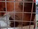Bordighera, “Emergenza Val Nervia" di Dolceacqua salva una volpe ferita (Foto e video) Bordighera, “Emergenza Val Nervia" di Dolceacqua salva una volpe ferita (Foto e video)