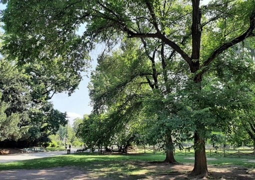 Sanremo: Verde urbano, le Associazioni tornano a chiedere trasparenza e propongono l’istituzione del “Garante del Verde e del Suolo” Sanremo: Verde urbano, le Associazioni tornano a chiedere trasparenza e propongono l’istituzione del “Garante del Verde e del Suolo”